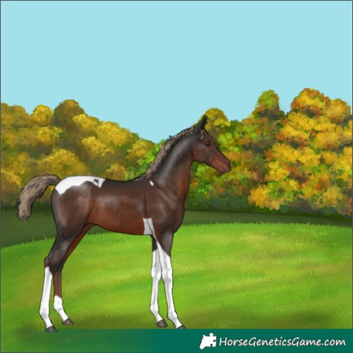 Horse Color:Liver Chestnut Tobiano 