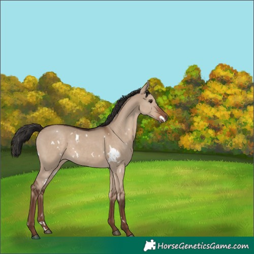 Horse Color:White Spotted Liver Red Dun 