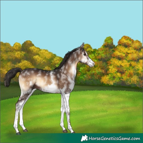 Horse Color:White Spotted Liver Red Onyx Frame 