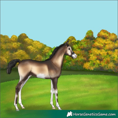 Horse Color:Liver Red Onyx Frame 