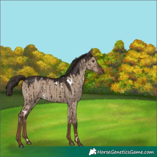 Horse Color:White Spotted Liver Red Dun Brindle 