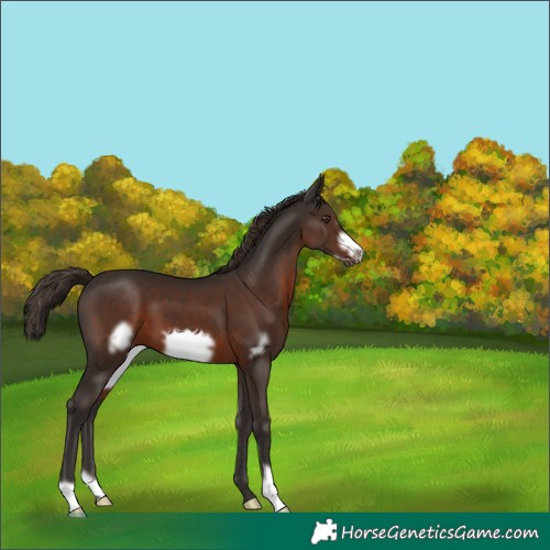 Horse Color:Liver Chestnut Frame 