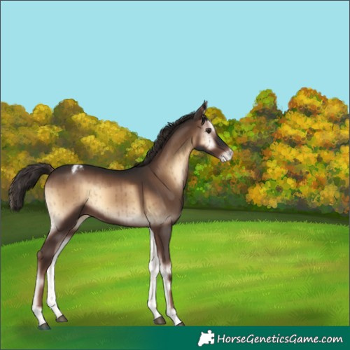 Horse Color:Liver Red Onyx Appaloosa Brindle 