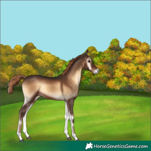 Horse Color:Liver Red Onyx 