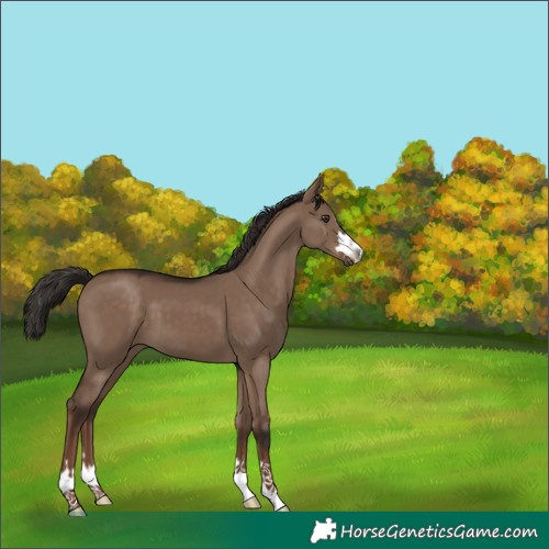 Horse Color:Liver Red Dun 