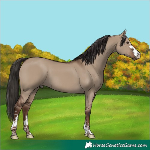 Horse Color:Liver Red Dun 