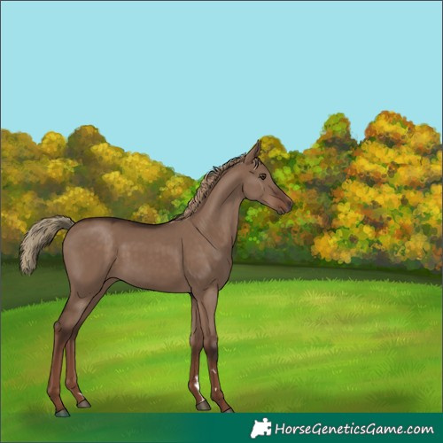 Horse Color:Liver Red Dun 