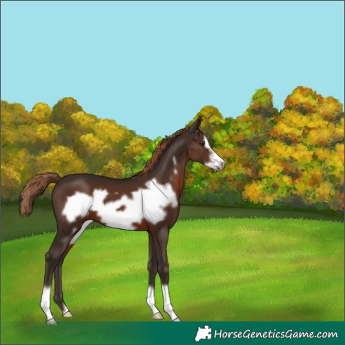 Horse Color:Liver Chestnut Frame 