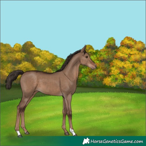 Horse Color:Liver Red Dun 