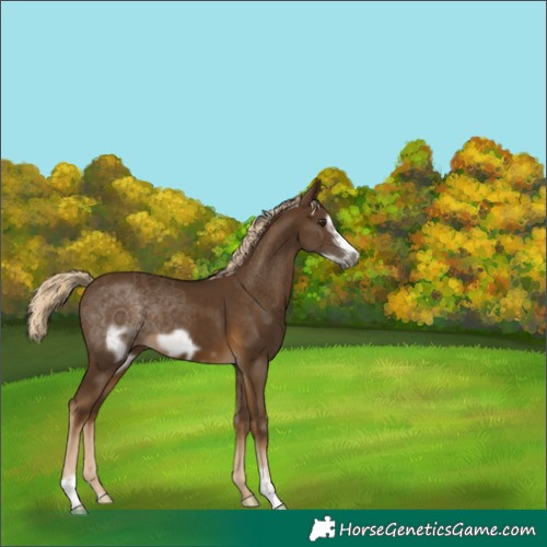 Horse Color:Chocolate Palomino Frame 