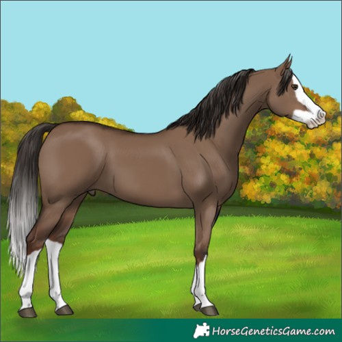 Horse Color:Liver Red Dun Splash 