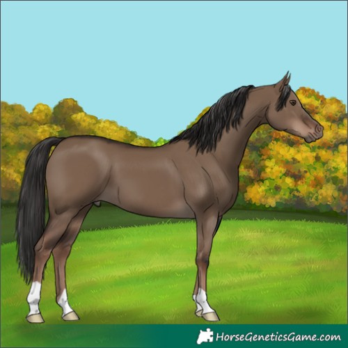 Horse Color:Liver Red Dun 