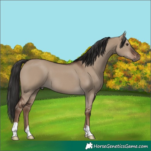 Horse Color:Liver Red Dun 