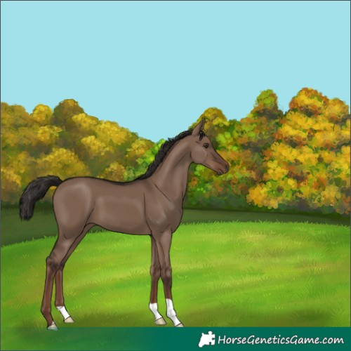 Horse Color:Liver Red Dun 