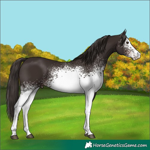 Horse Color:White Spotted Liver Chestnut 