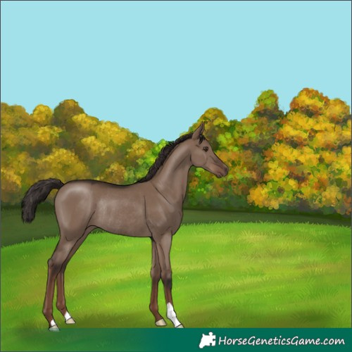 Horse Color:Liver Red Dun Rabicano 