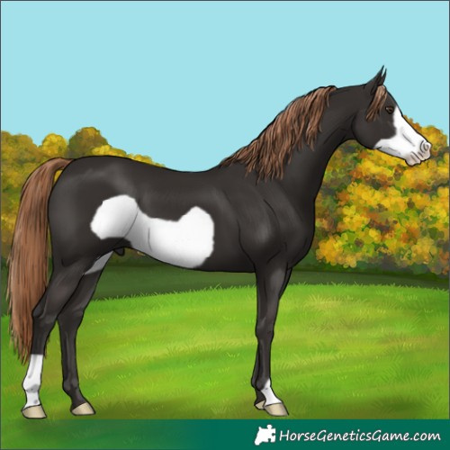 Horse Color:Liver Chestnut Frame 