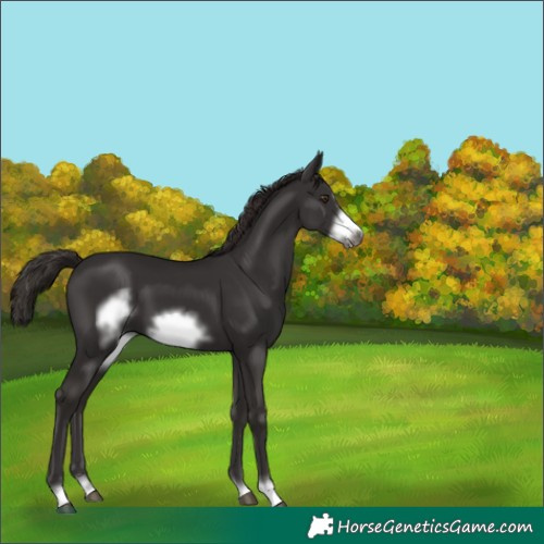Horse Color:Liver Chestnut Frame 