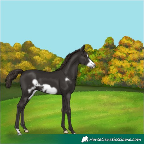Horse Color:Liver Chestnut Frame 