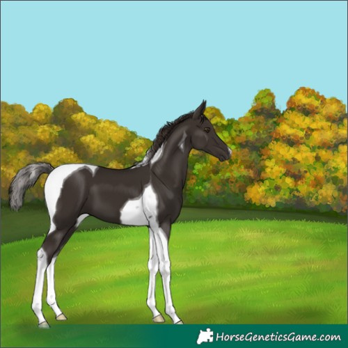 Horse Color:Liver Chestnut Tobiano 
