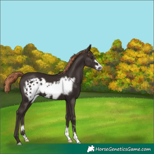 Horse Color:Liver Chestnut Frame 