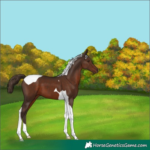 Horse Color:Liver Chestnut Tobiano 