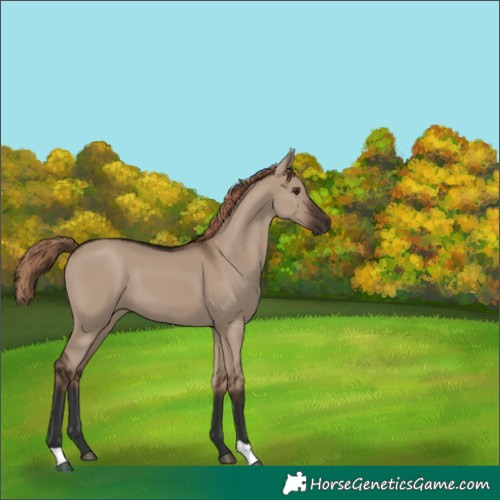 Horse Color:Liver Red Dun 