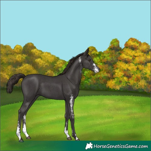 Horse Color:Liver Chestnut Sabino 