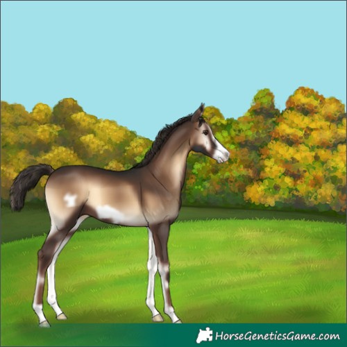 Horse Color:Liver Red Onyx Frame 