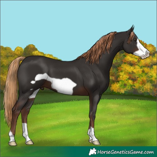 Horse Color:Liver Chestnut Frame 