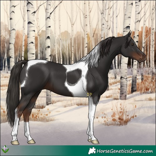 Horse Color:Liver Chestnut Tobiano