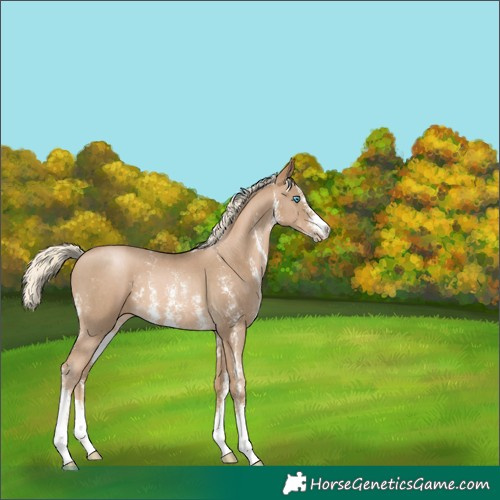 Horse Color:Chocolate Palomino Pearl Sabino 
