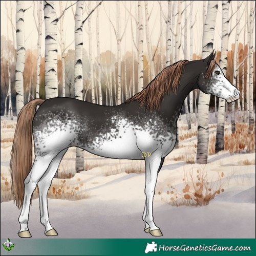 Horse Color:White Spotted Liver Chestnut 