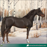 Horse Color:Liver Chestnut 
