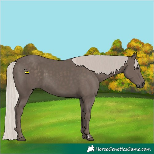 Horse Color:Silver Black