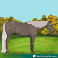 Horse Color:Silver Black 