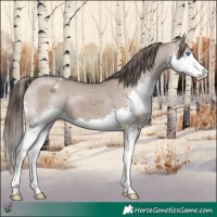 Horse Color:Liver Red Dun Splash Varnish 