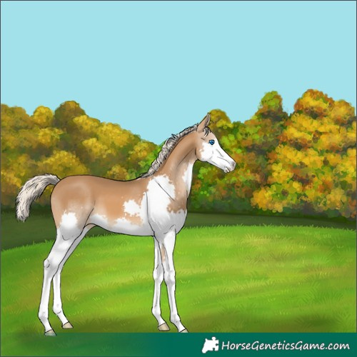 Horse Color:Chocolate Palomino Splash 