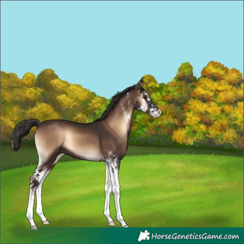 Horse Color:Liver Red Onyx Sabino 