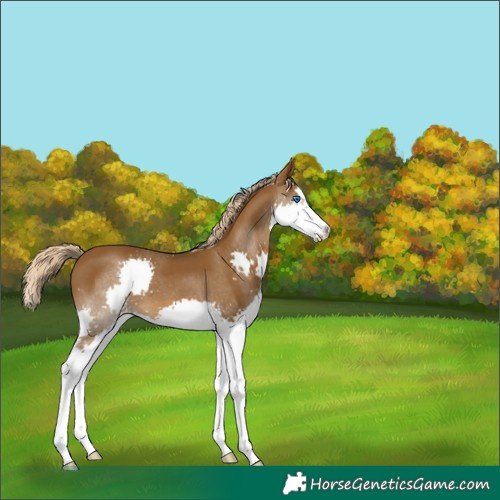 Horse Color:Chocolate Palomino Splash 