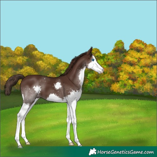 Horse Color:Liver Chestnut Splash 