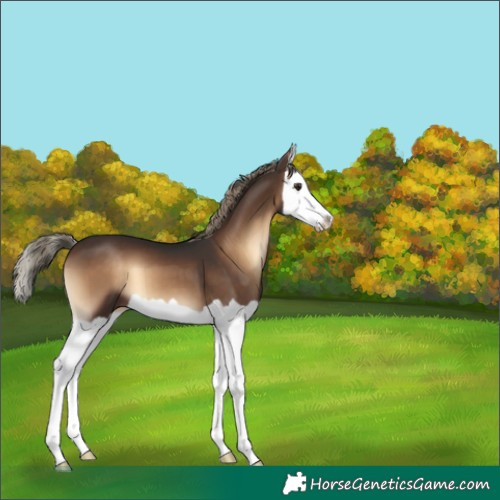 Horse Color:Liver Red Onyx Splash 
