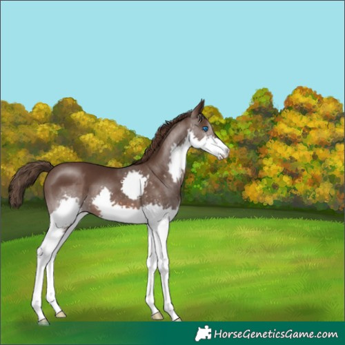 Horse Color:Liver Chestnut Splash 