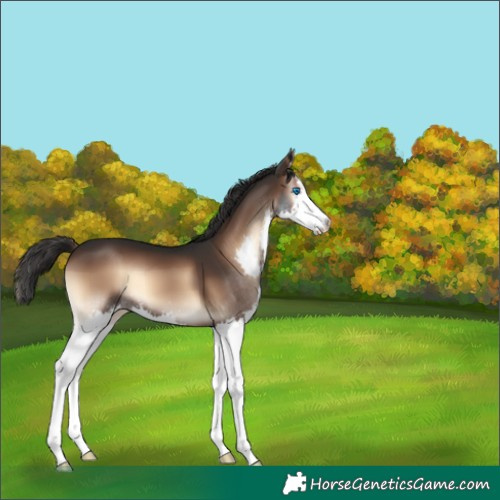 Horse Color:Liver Red Onyx Splash 