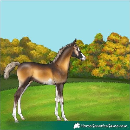 Horse Color:Chocolate Palomino Onyx 