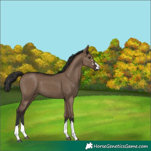 Horse Color:Liver Red Dun 
