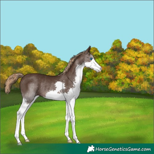 Horse Color:Liver Chestnut Splash Rabicano 