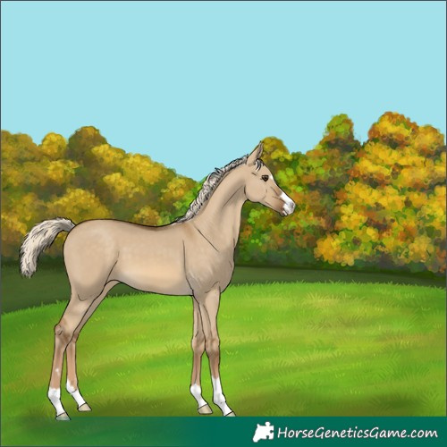 Horse Color:Chocolate Palomino Dun 