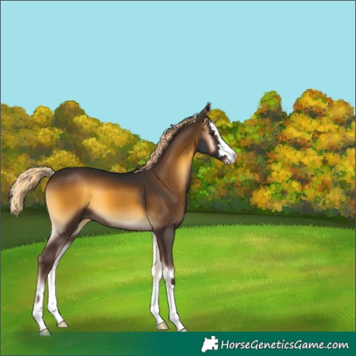 Horse Color:Chocolate Palomino Onyx 