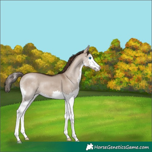 Horse Color:Liver Red Dun Splash 